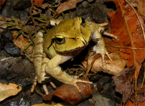 Black Soled Frog