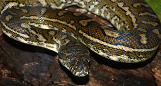 Carpet Snake