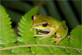 Cascade Tree Frog