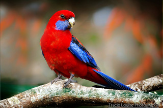 Crimson Rosella