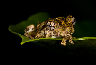 Emerald Spotted Tree Frog