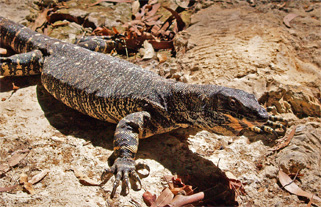 Lace Monitor