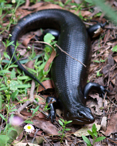 Land Mullet