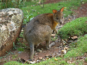 Local Pademelon