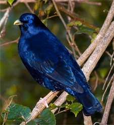 Male Satin Bower Bird