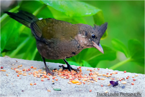Male Whip Bird