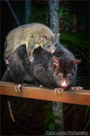 Possums Mum & Bub
