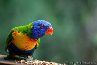 Rainbow Lorikeet