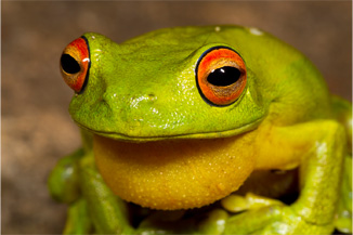 Red Eyed Tree Frog
