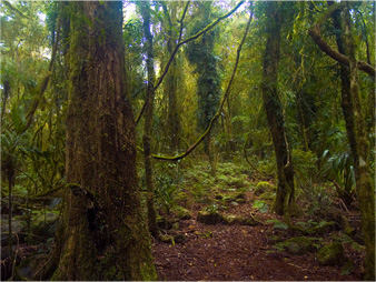 Springbrook - An Ancient Forest