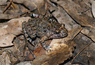 Tusked Frog