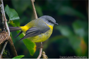 Yellow Robin