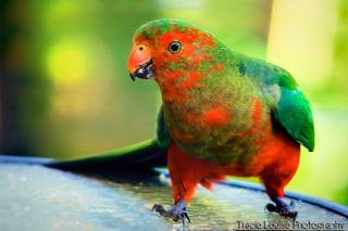 Young Male King Parrot