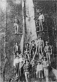 Timbergetters 1906